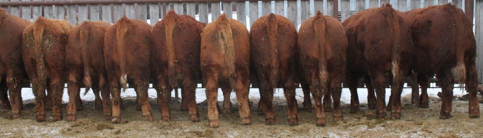 riverbank_farms_bulls_for_sale1002012.jpg