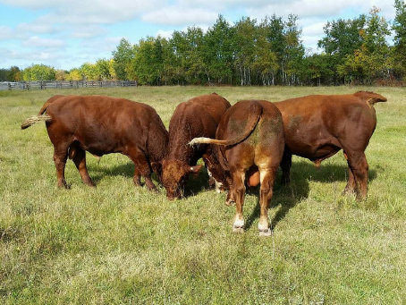 riverbank_farms_bulls_for_sale1005002.jpg