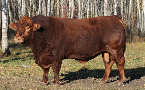 riverbank_farms_bulls_for_sale1005005.jpg