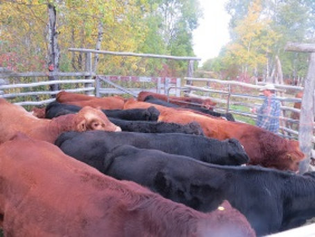 riverbank_farms_bulls_for_sale1005007.jpg