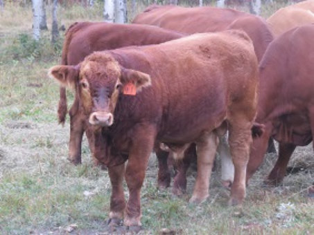 riverbank_farms_bulls_for_sale1005008.jpg