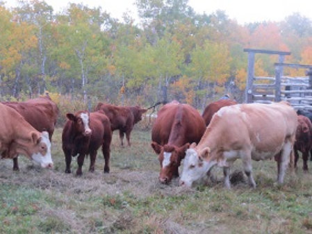 riverbank_farms_bulls_for_sale1005009.jpg