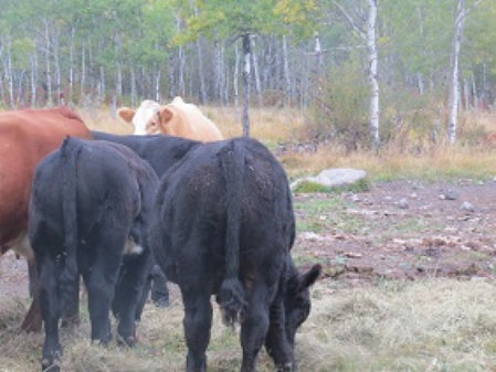 riverbank_farms_bulls_for_sale1005010.jpg