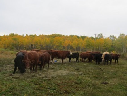 riverbank_farms_bulls_for_sale1005011.jpg