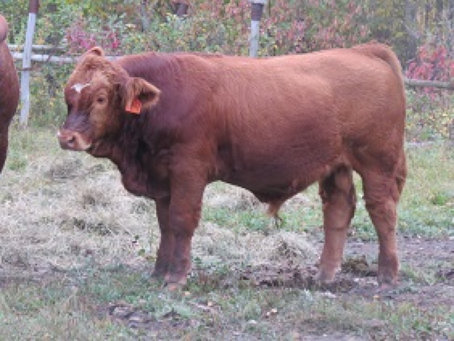 riverbank_farms_bulls_for_sale1005012.jpg