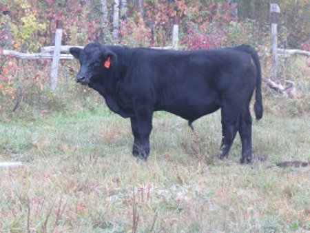 riverbank_farms_bulls_for_sale1005013.jpg