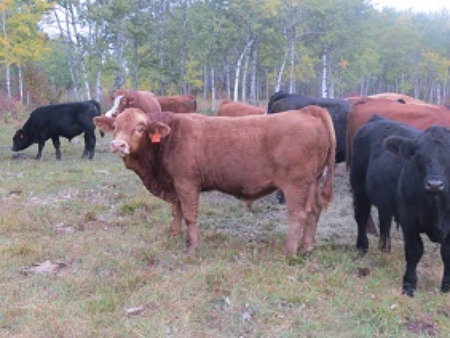 riverbank_farms_bulls_for_sale1005014.jpg