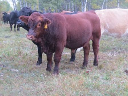 riverbank_farms_bulls_for_sale1005015.jpg