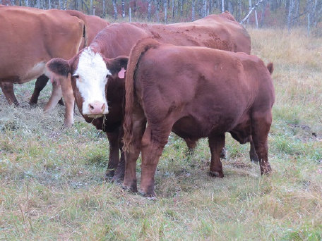 riverbank_farms_bulls_for_sale1005016.jpg